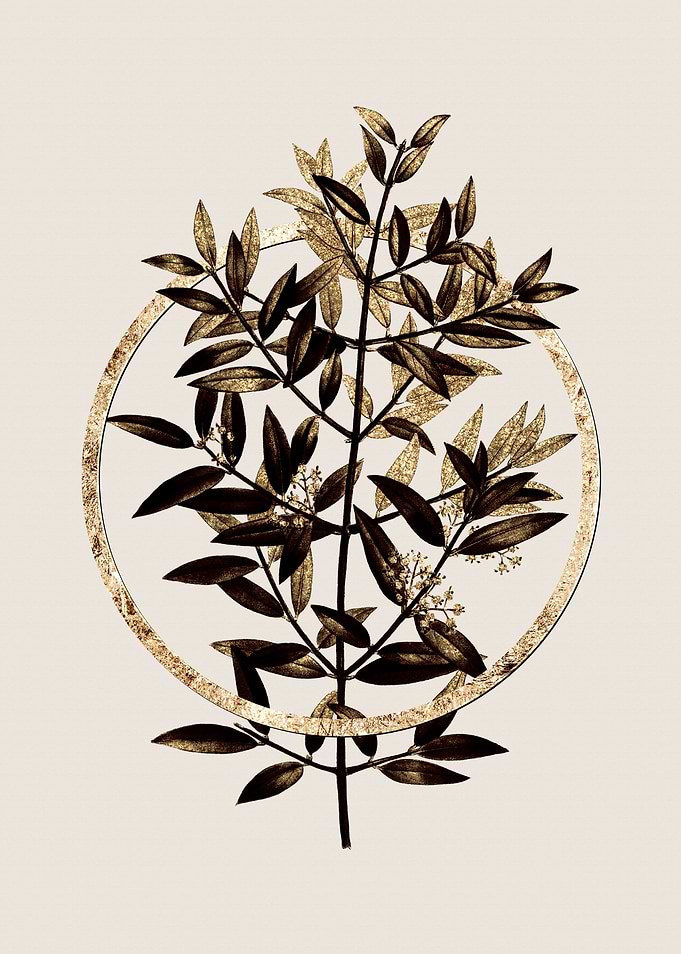 Gold Phillyrea Tree Branch
