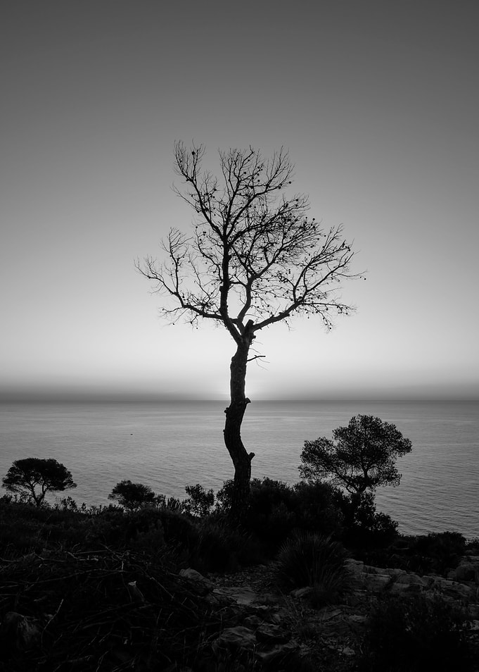 Silhouette of a tree