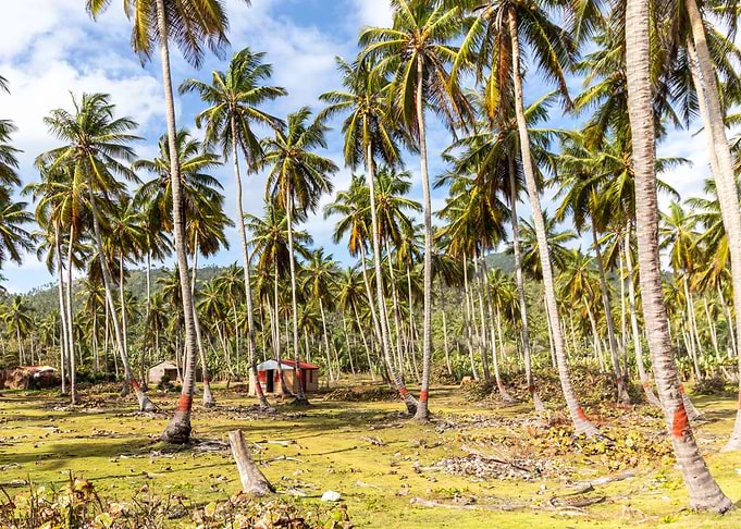 under Coconutpalms