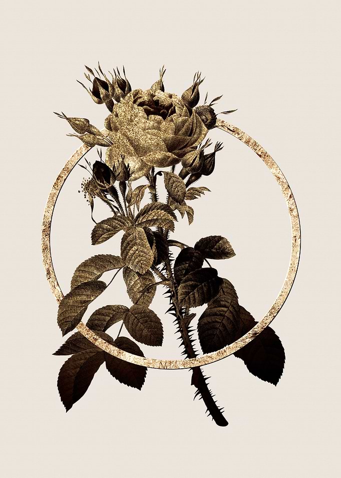 Gold Four Seasons Rose