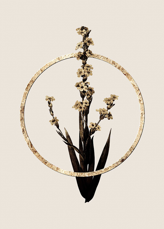 Gold Pale Yellow Eye Grass