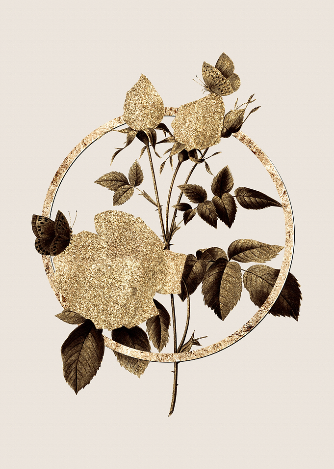Gold White Bengal Rose