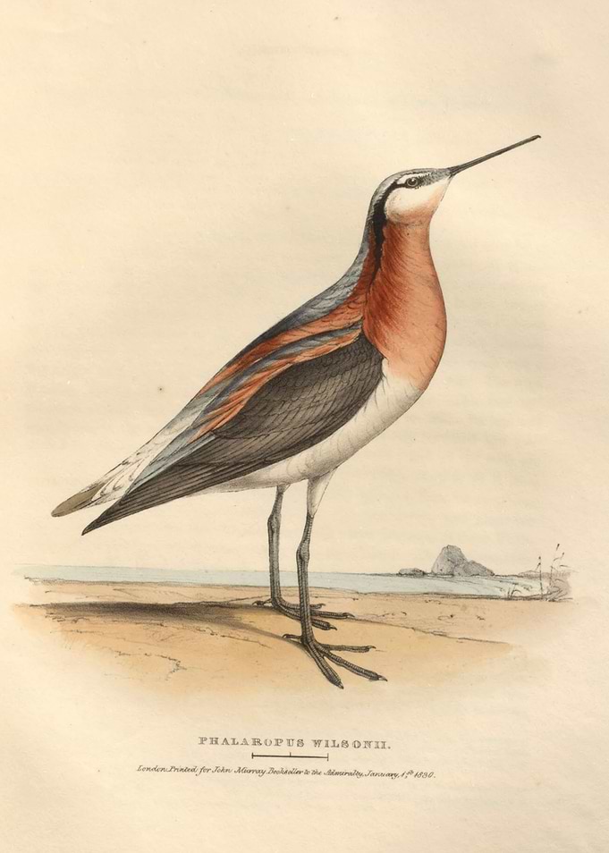 Wilsons phalarope bird