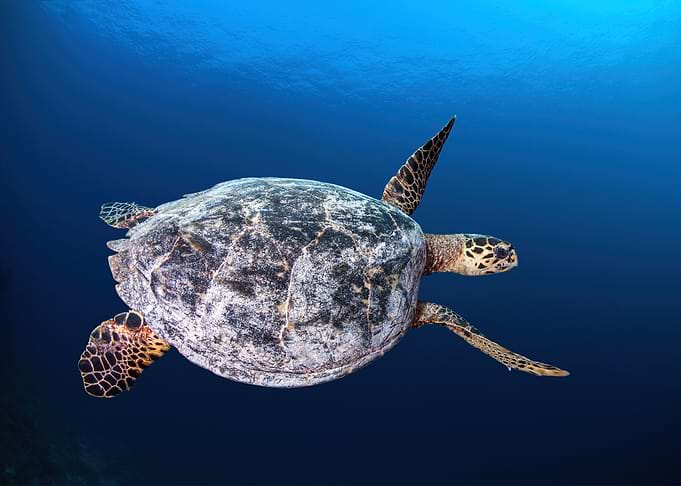 Hawksbill sea turtle