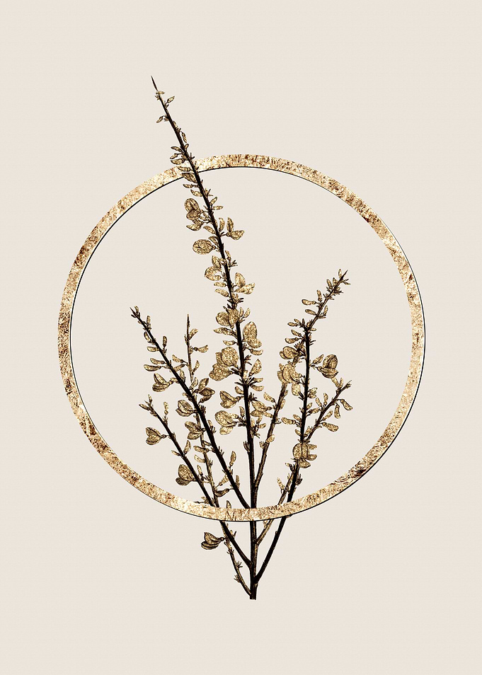 Gold White Broom Flower