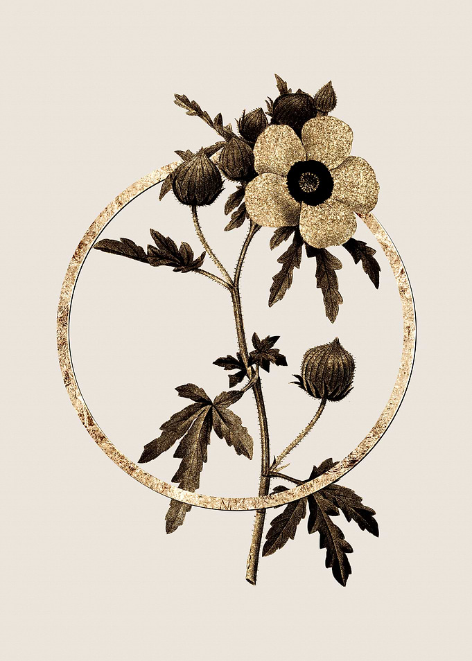 Gold Venice Mallow Flower