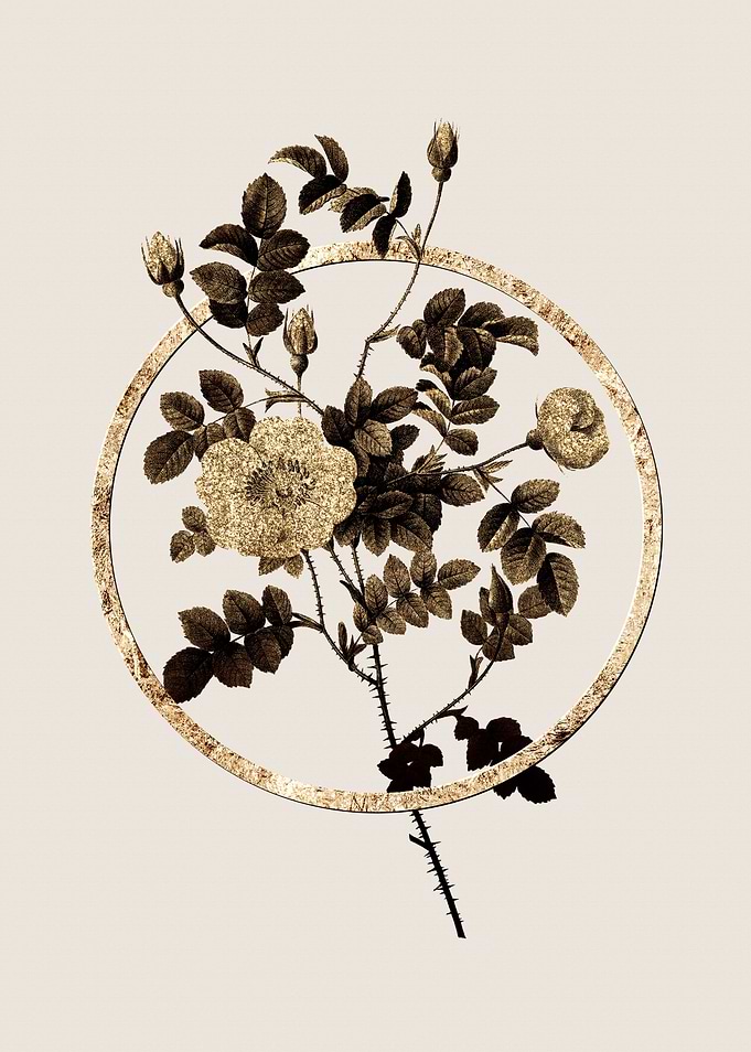 Gold Sweetbriar Rose