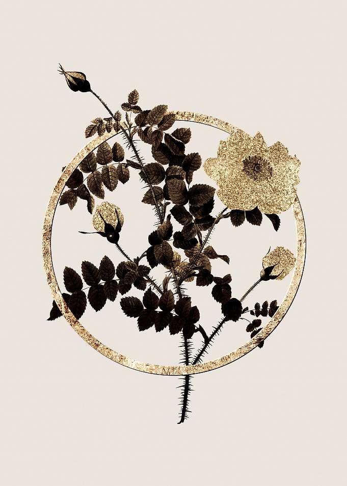 Gold White Burnet Roses