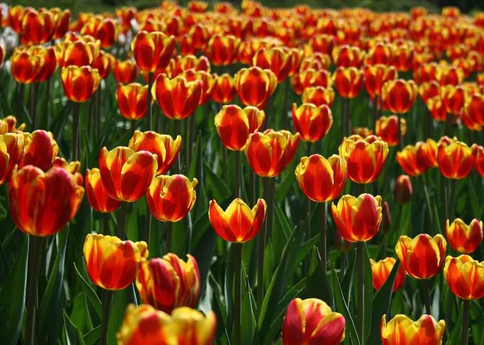 tulips red and yallow
