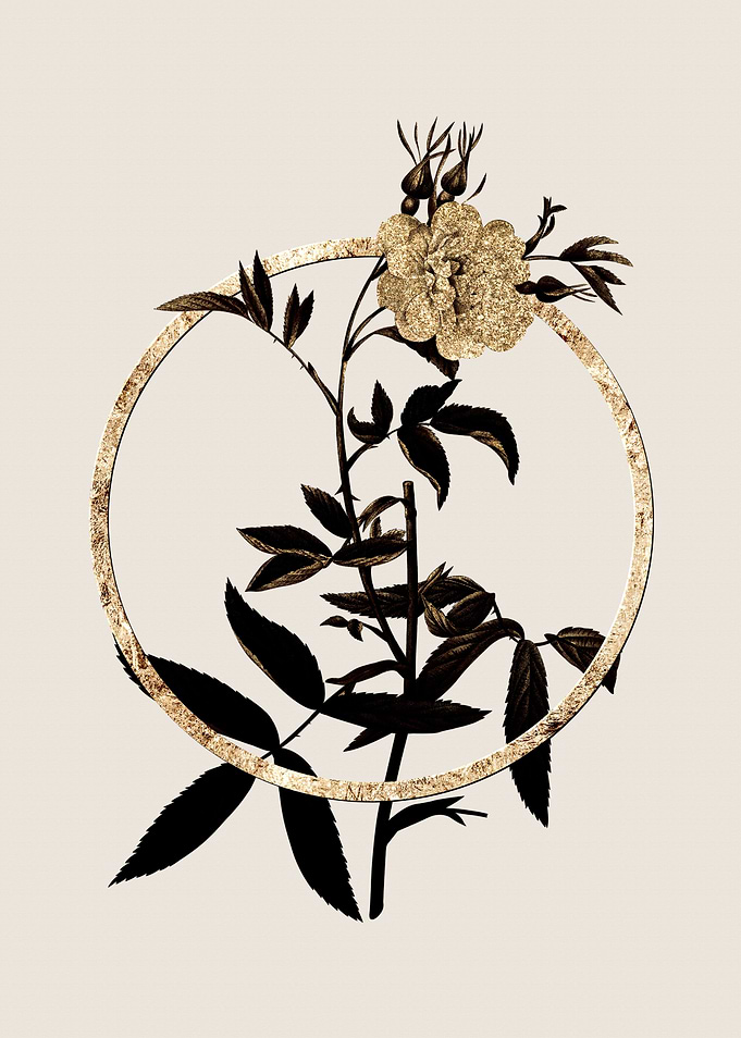 Gold White Rose of York