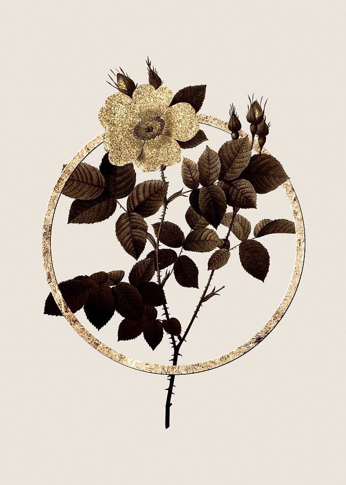 Gold Twin White Rose