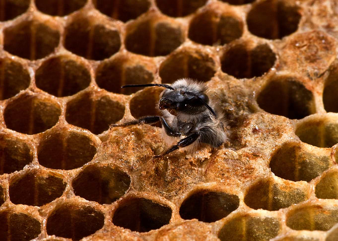 Birth of a Bee