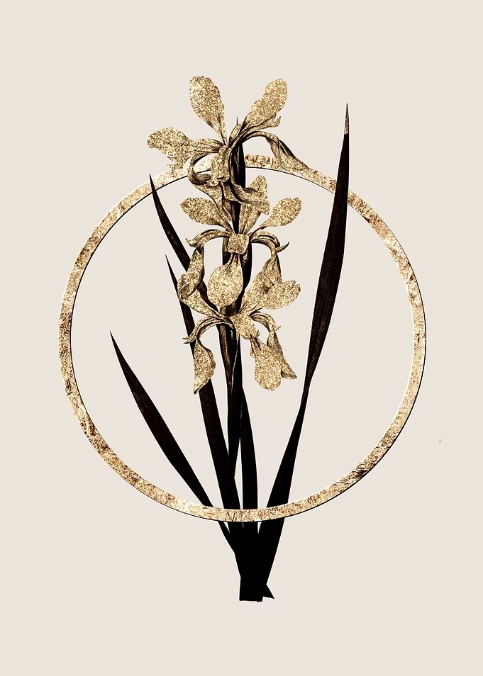Gold Yellow Banded Iris