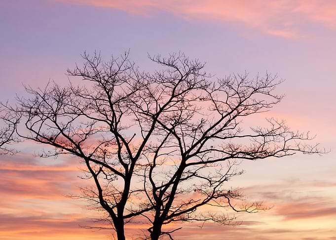 Tree Silhouette