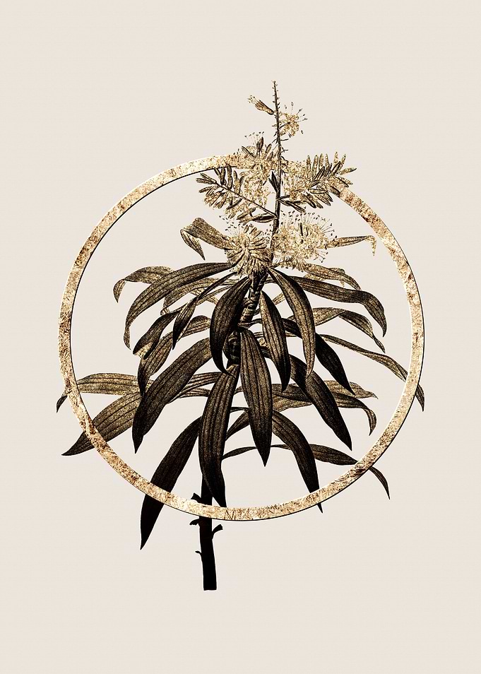 Gold Pleomele Flower