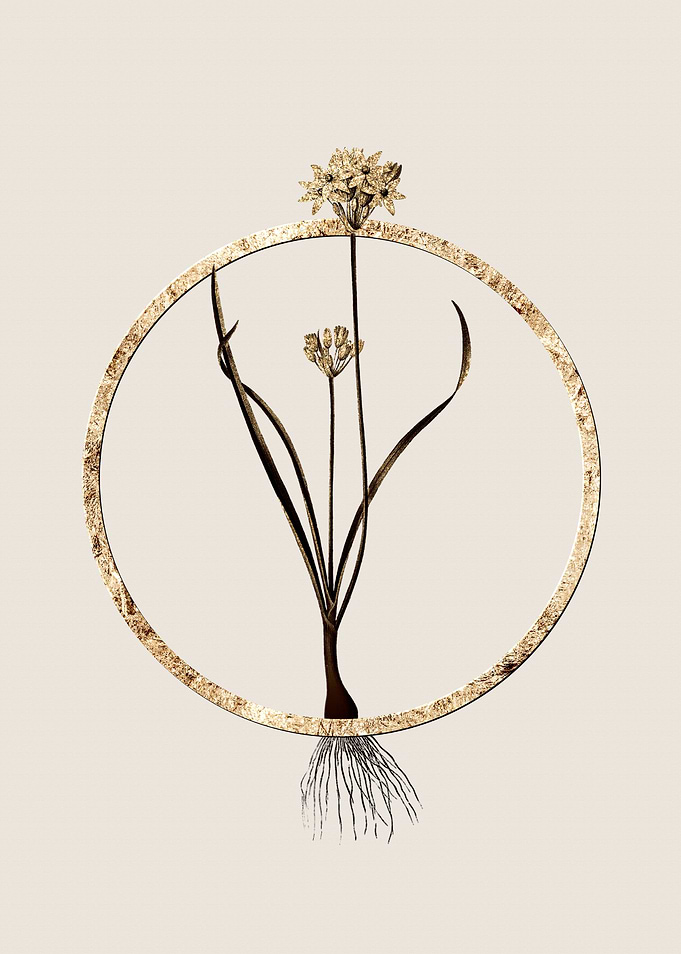 Gold Three Cornered Leek