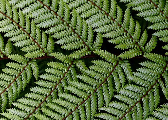 Green Ferns