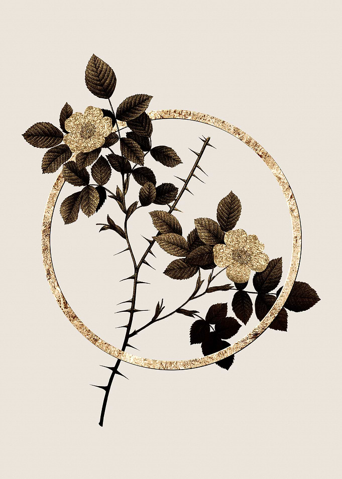 Gold Rose of Dematra