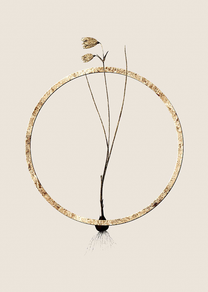 Gold Snowbell Flower