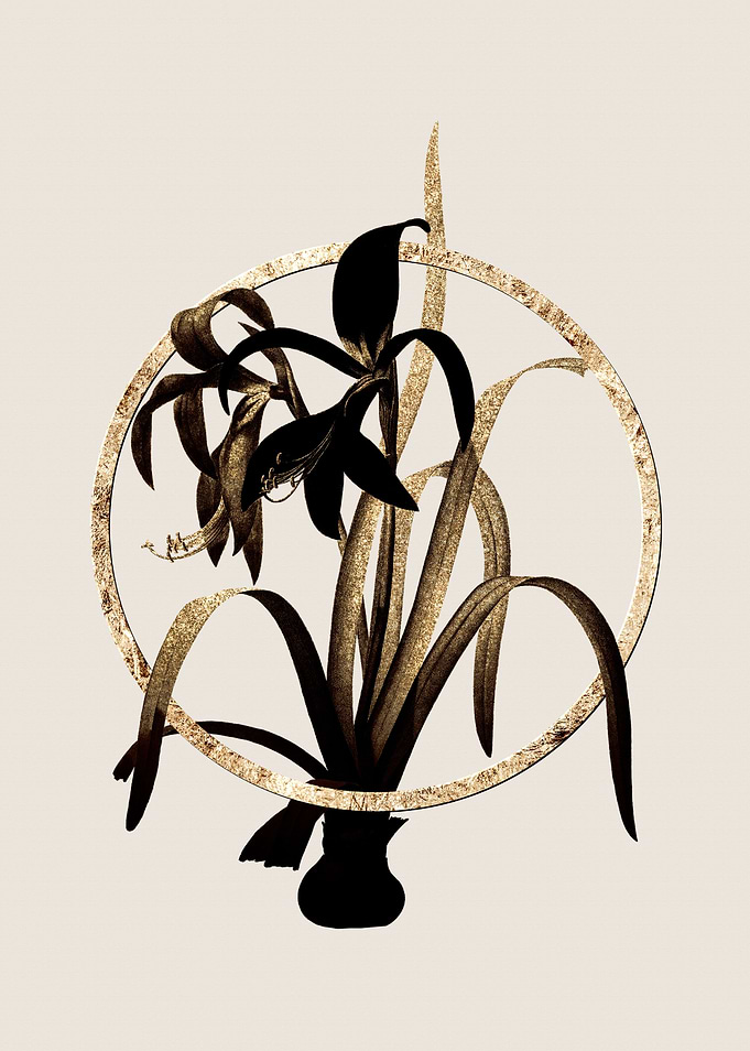 Gold Sprekelia Flower