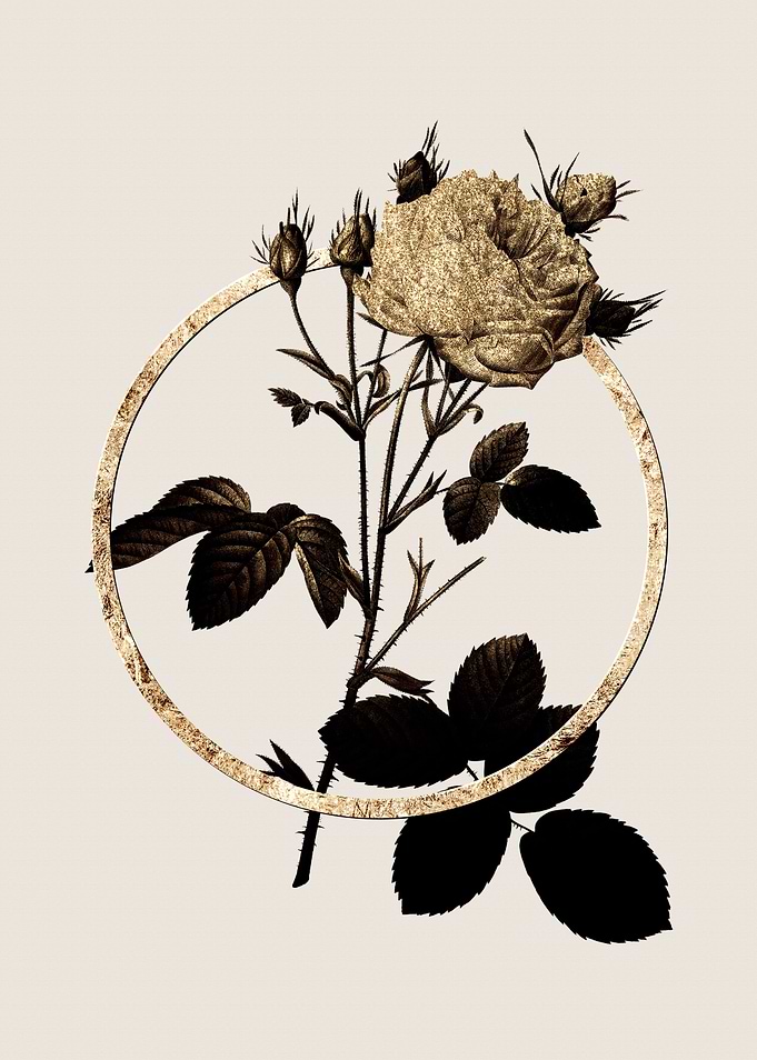 Gold White Provence Rose