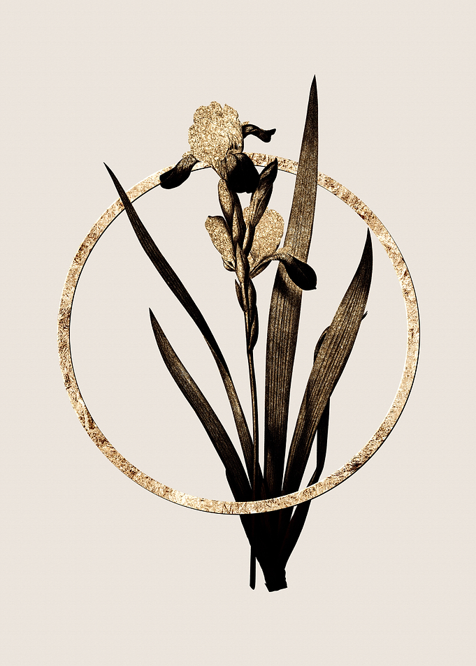 Gold Tall Bearded Iris