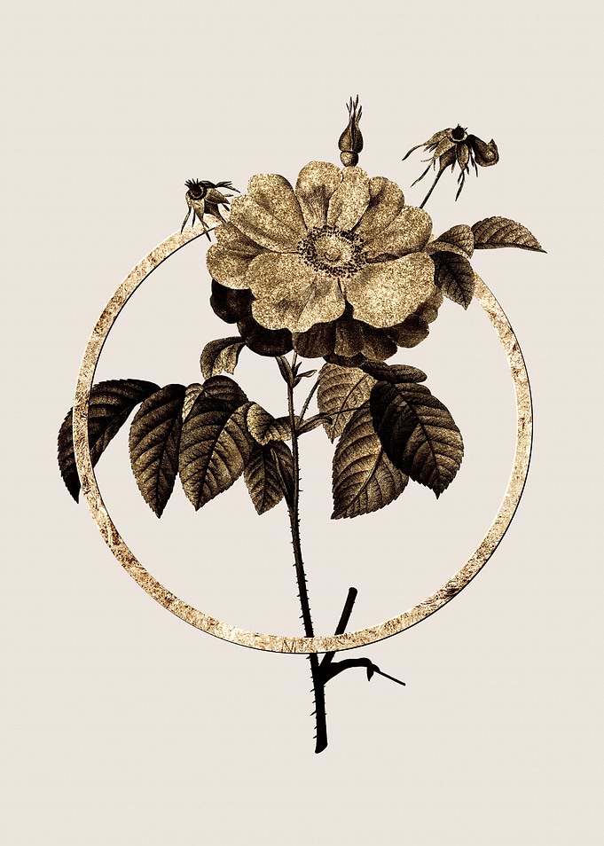 Gold Speckled Provins Rose