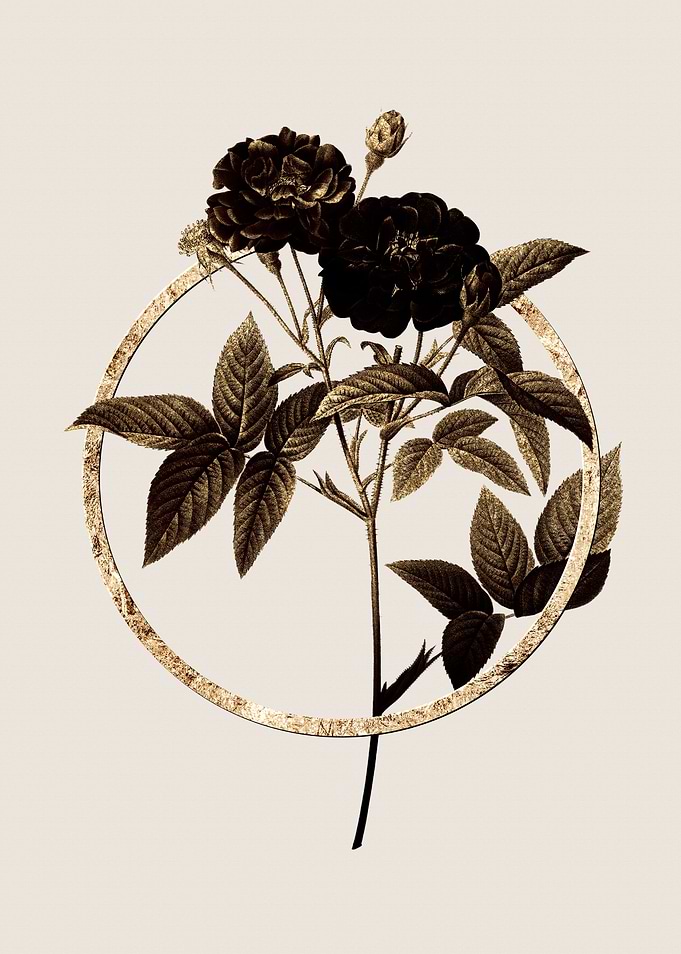 Gold Van Eeden Rose Flower