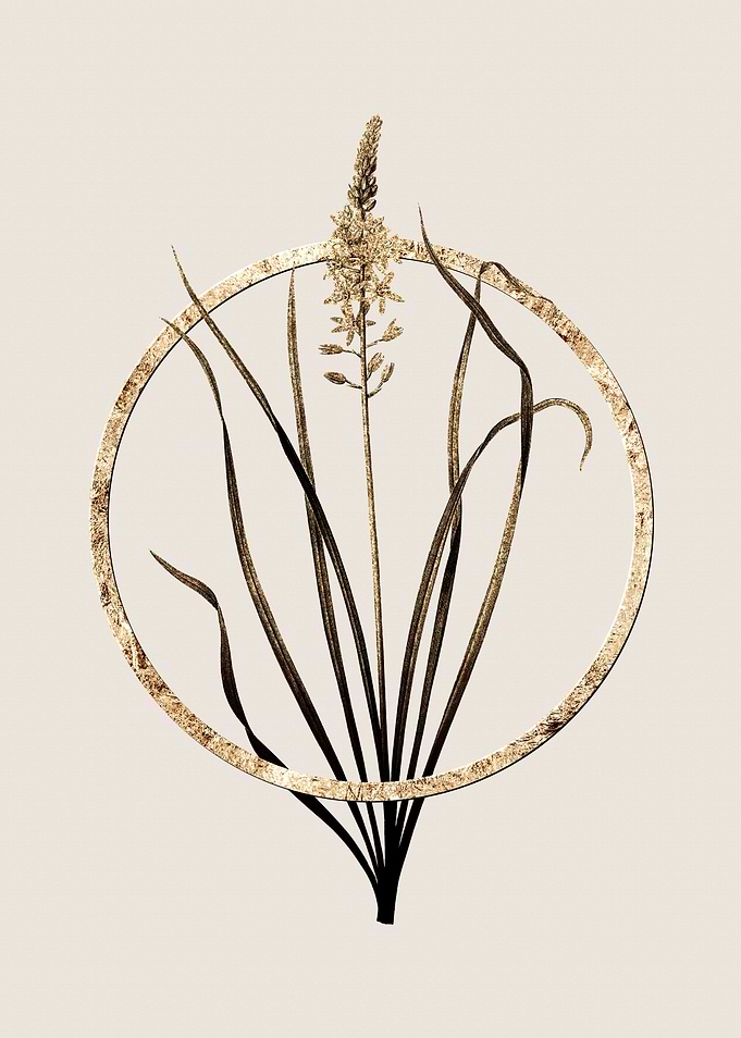 Gold Wild Asparagus Flower