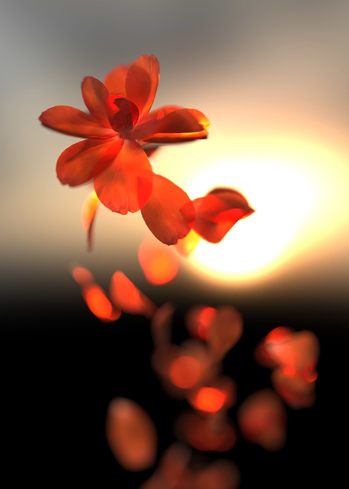 Falling petals