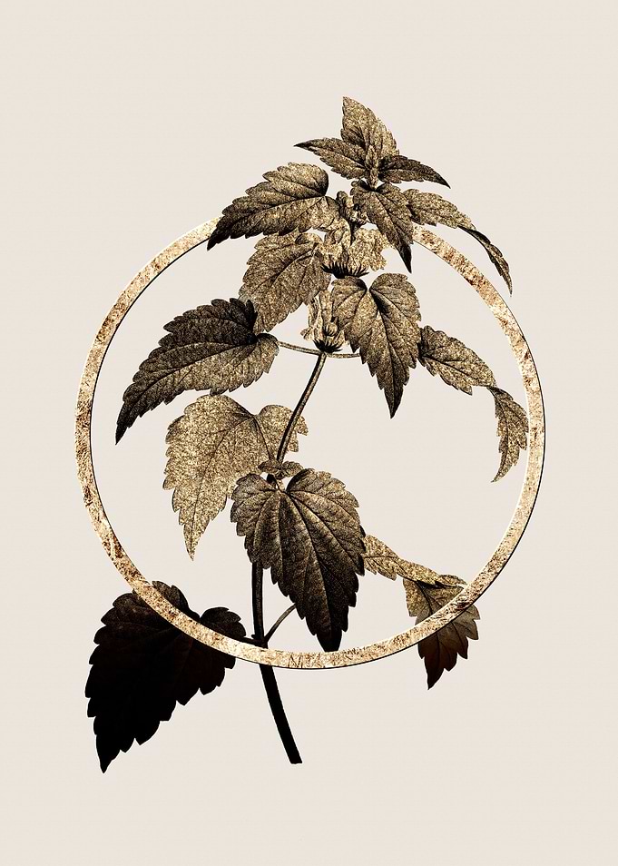 Gold White Dead Nettle