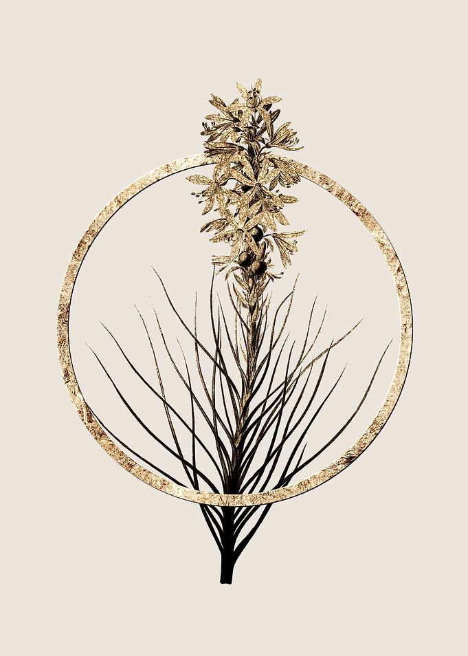 Gold Yellow Asphodel