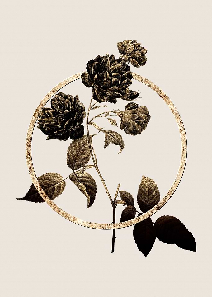 Gold Red Cabbage Rose