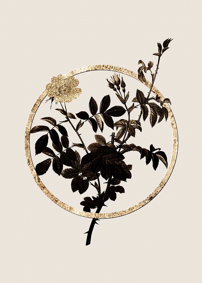 Gold White Downy Rose