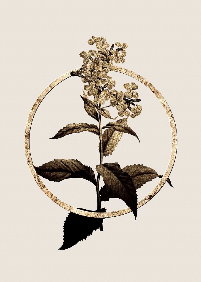 Gold White Gillyflower