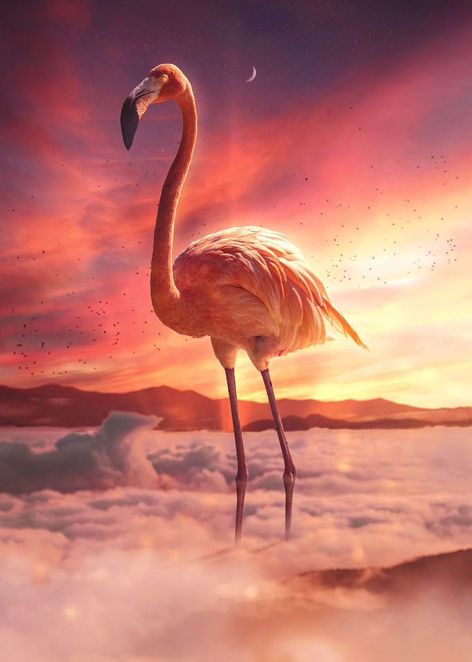 Flamingo Over the Clouds
