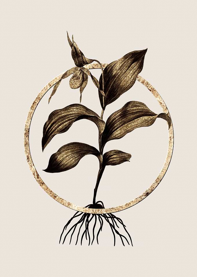 Gold Ladys Slipper Orchid
