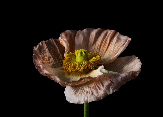 Minimalist flower