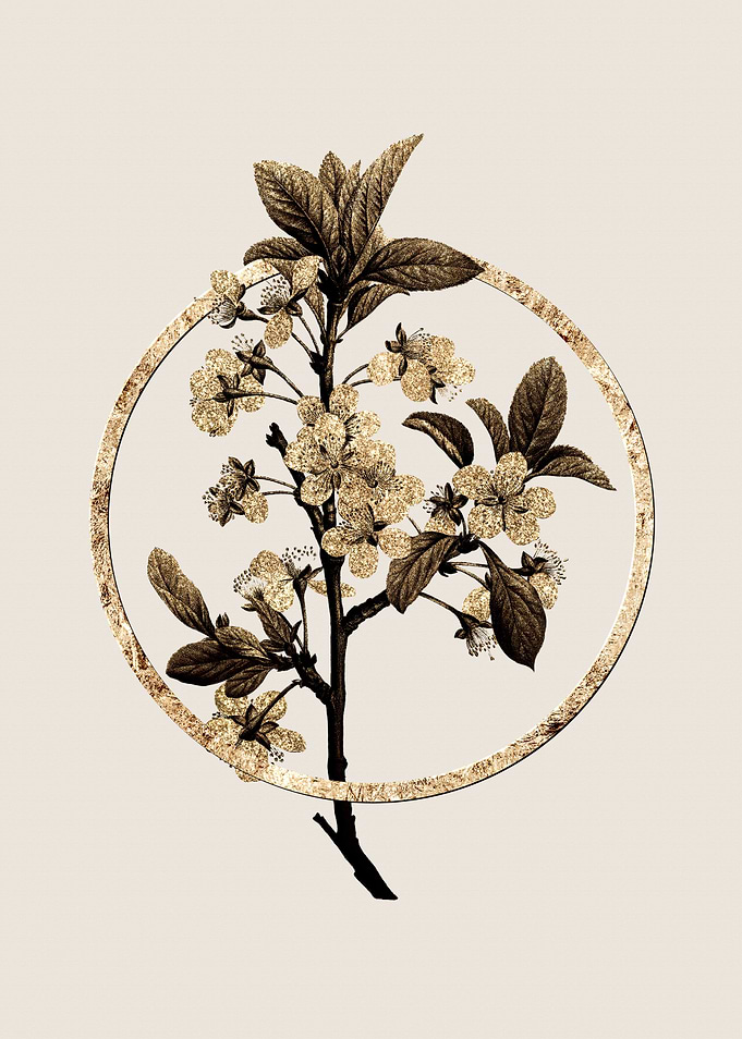 Gold White Plum Flower
