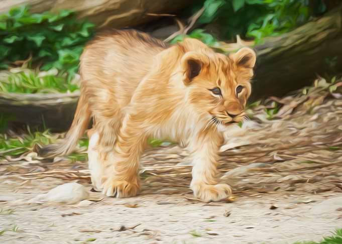 Lion Kid