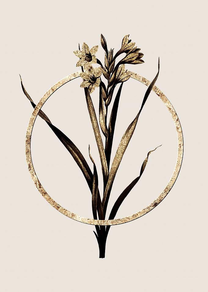 Gold Sword Lily Flower