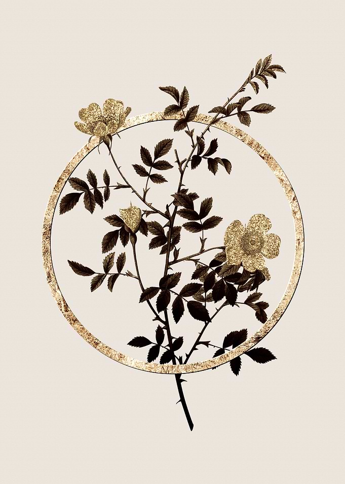 Gold Pink Hedge Rose