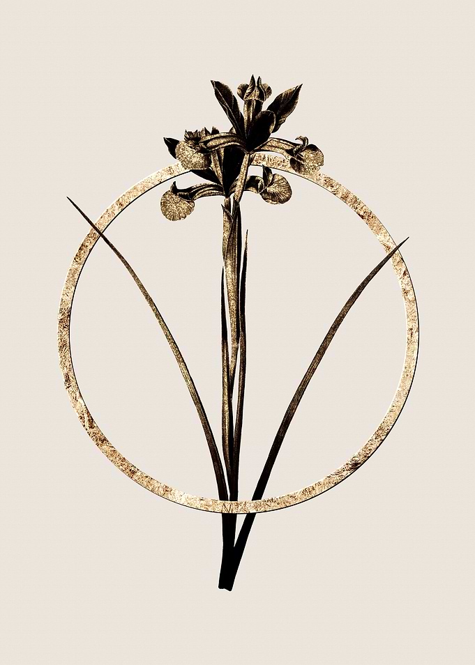 Gold Spanish Iris Flower