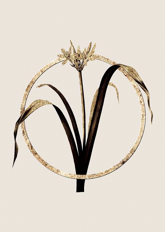 Gold Small Pancratium