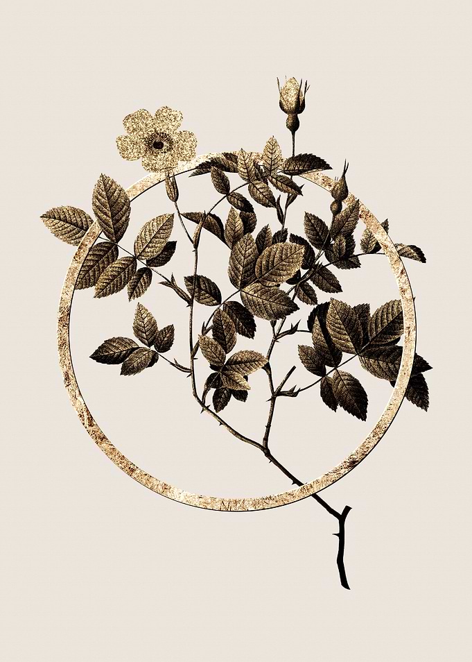 Gold Rosebush Flower