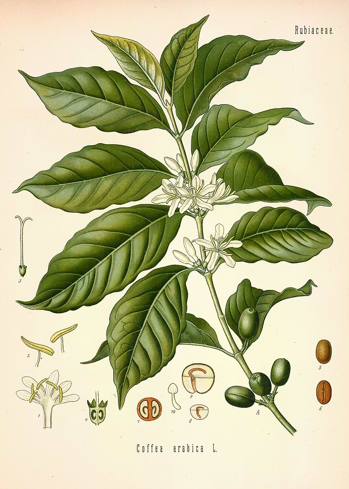 Coffea Arabica
