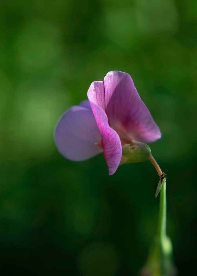 Everlasting pea