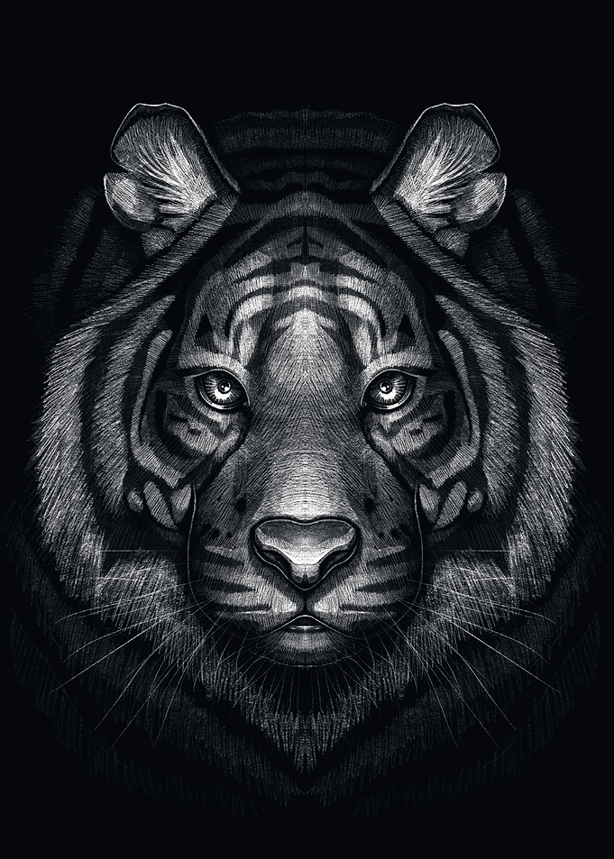Drawing of the tiger