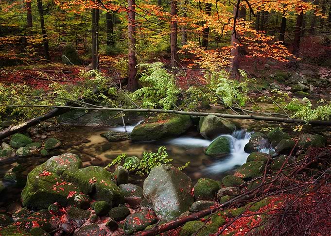 Mountain Forest Wilderness