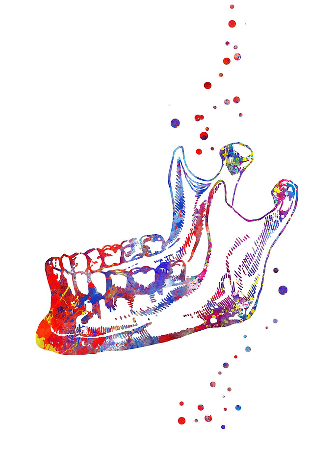 Human mandible